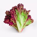 Foto de Lechuga Morada